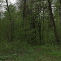 Шурале - татарский леший